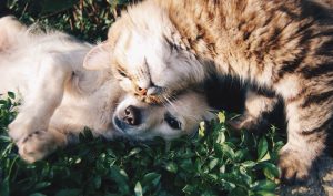 a dog and a cat cuddling