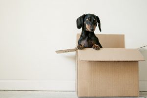 A dog inside a moving box