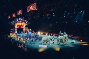 elephants performing