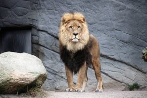 lion next to a rock