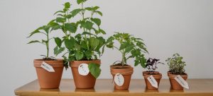 Fragile plants in pots