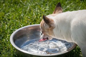 a dog drinking water