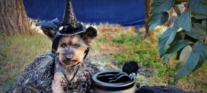 Dog in disguise before you pack Halloween costumes