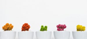 Five colored cacti