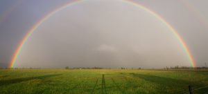 A rainbow over a grass field;