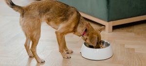 A Dog Eating on a Bowl