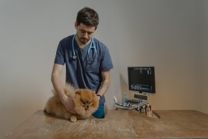 a vet with a cat on the table