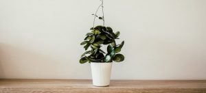 a green plant in a white ceramic pot, which is one of the best plants for your Henderson NV home