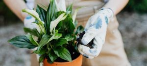 a person wearing gardening gloves holding a clay pot