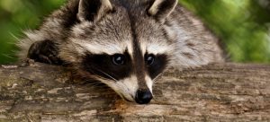  A raccoon leaning against a tree trunk