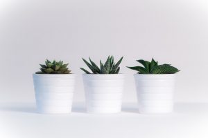 plants in pots you will move with Transporting Plants Interstate guide